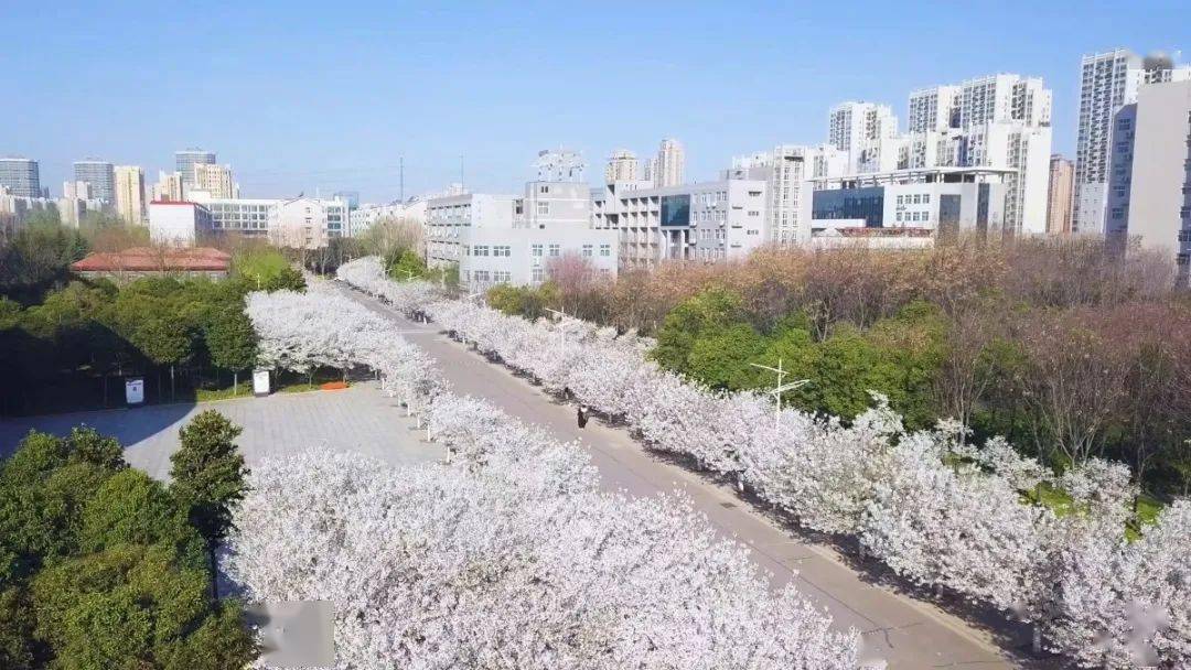 樱花盛开,满树烂漫在许昌学院各处绽放近500棵不同品种的樱花在樱花