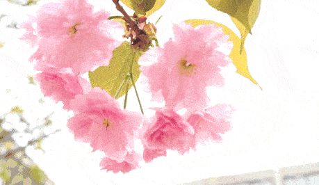 桃花岛公园 桃花岛公园内 杏花,油菜花,迎春花,二月兰等 十多种花卉