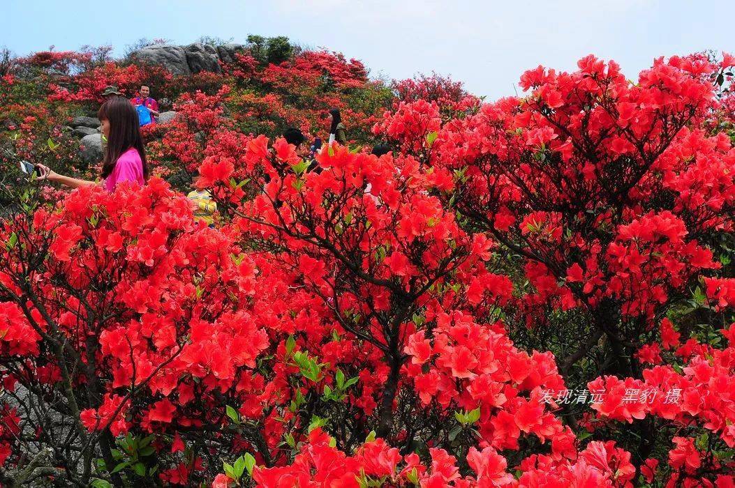 这里的映山红,一丛丛,一簇簇,就象从高山上奔涌下来的火山岩浆,染红