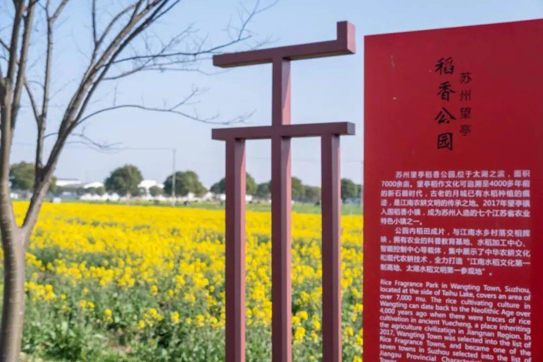 北太湖(望亭)开启油菜花季