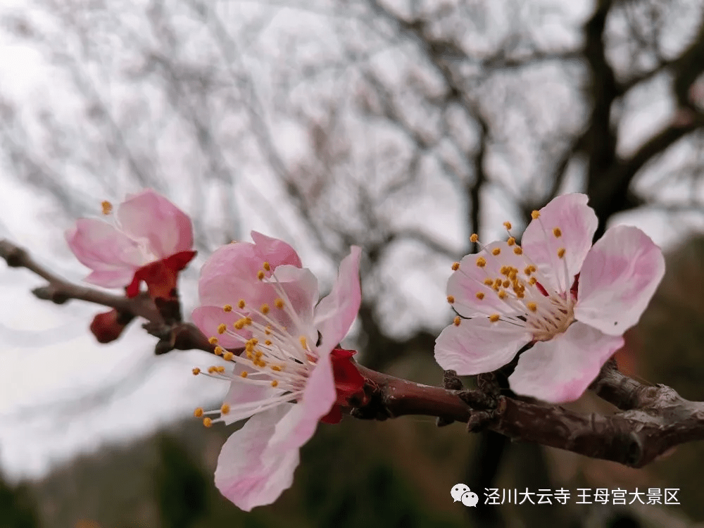 今天,小编就带您欣赏一下这些美美的花儿吧~王母宫山上的桃花,杏花