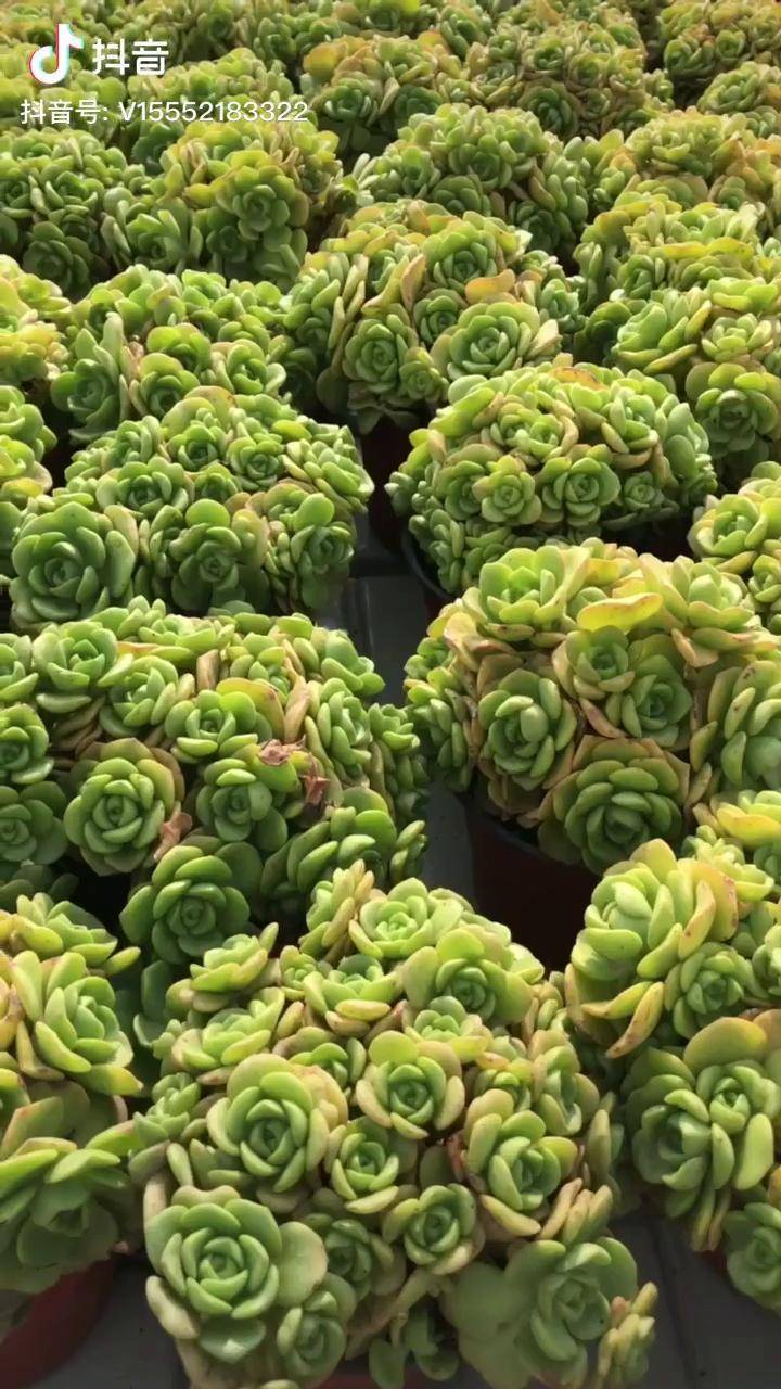 自带香味的百合莉莉你还知道哪些是带香味的肉肉吗