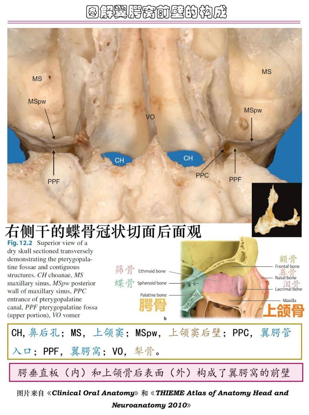 课程邀请国内著名医科大学解剖教研室讲师,将为各位带来一系列的解剖