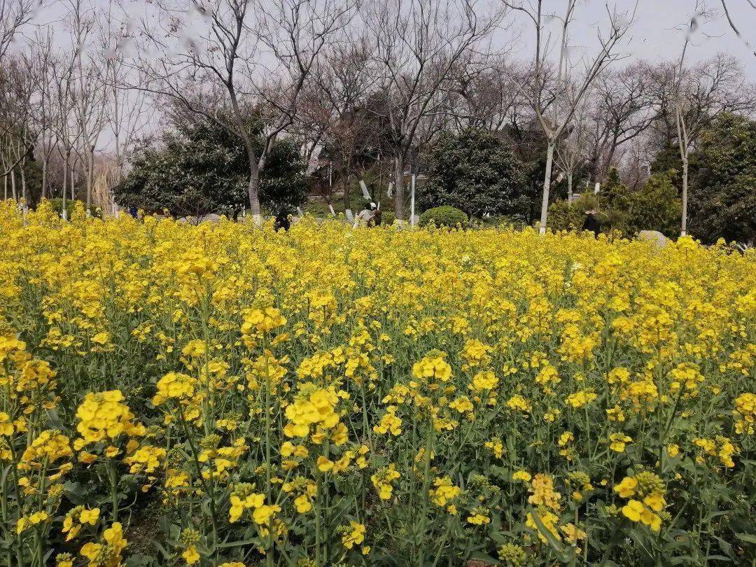 开封这两个地方美爆了_油菜花