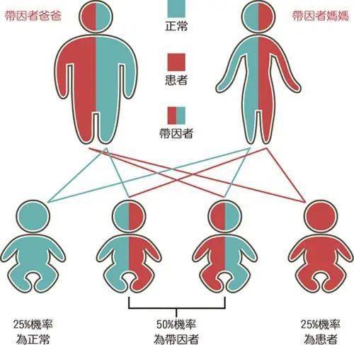 【关注】好消息!新生儿也可以做地中海贫血筛查啦