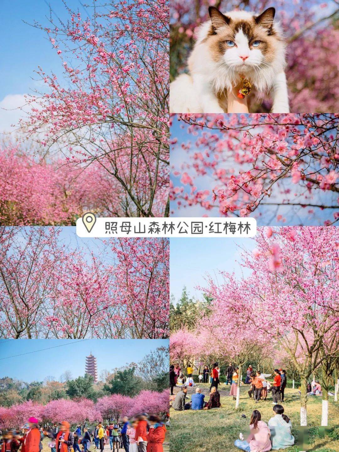 来看花海吧,和春天的浪漫撞个满怀~_樱花