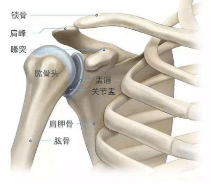 肩关节是人体活动度最大的关节,相对稳定性较低,主要是肩关节解剖结构