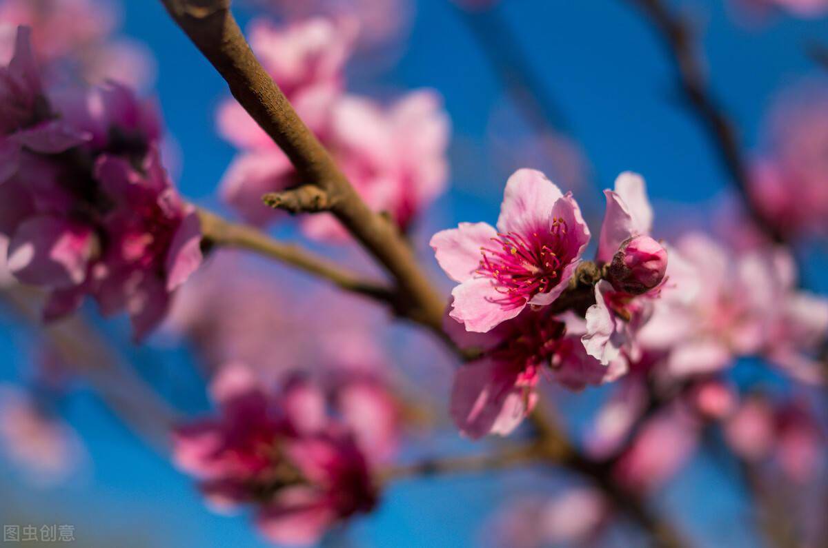 摄影技巧丨阳春三月,桃花盛开,怎么拍出好看的桃花照片呢?