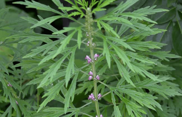 且听北京神奇的天坛益母草