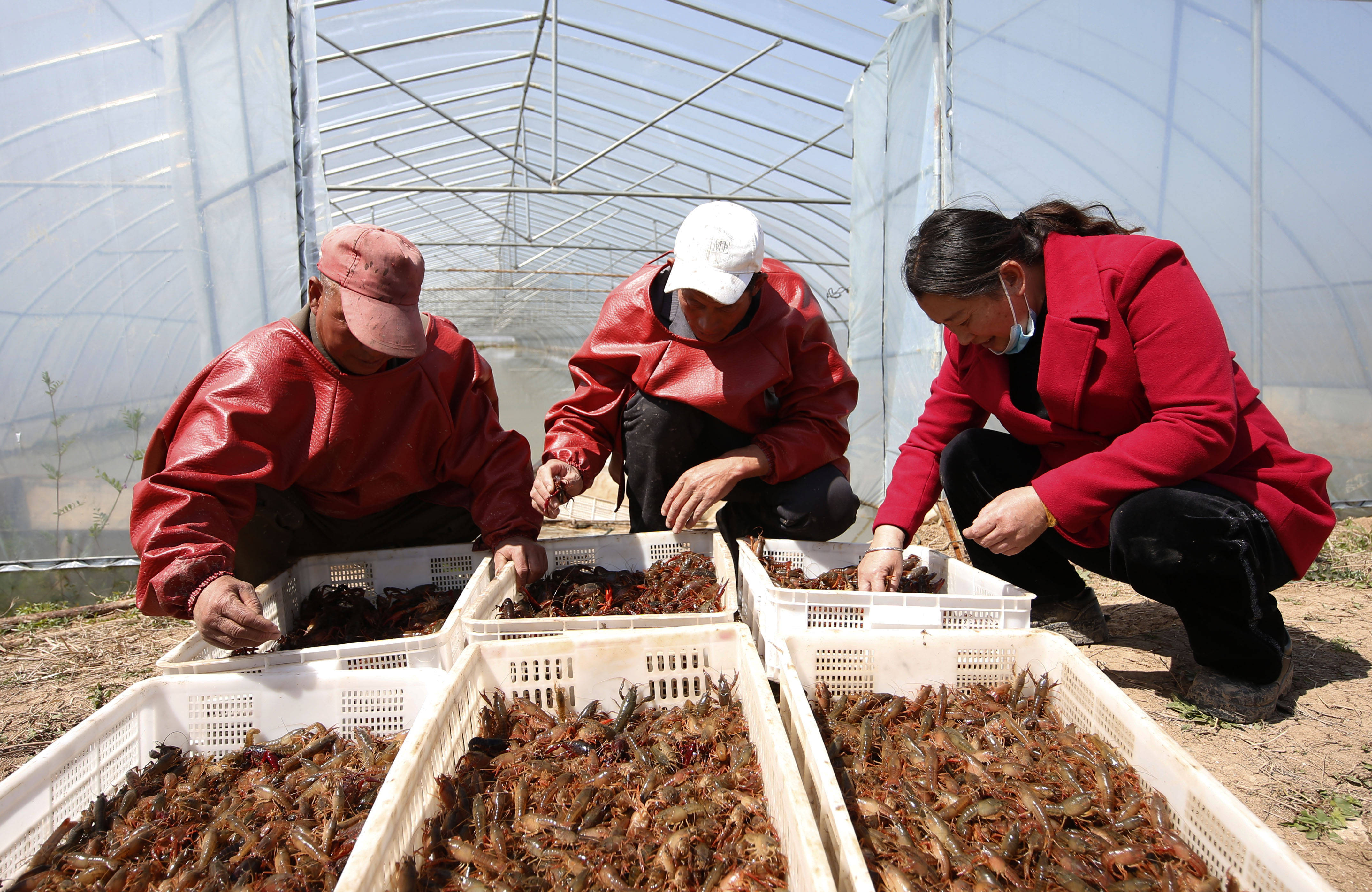 3月23日,泗洪县龙集镇虾农在大棚外分拣捕捞出水的小龙虾.