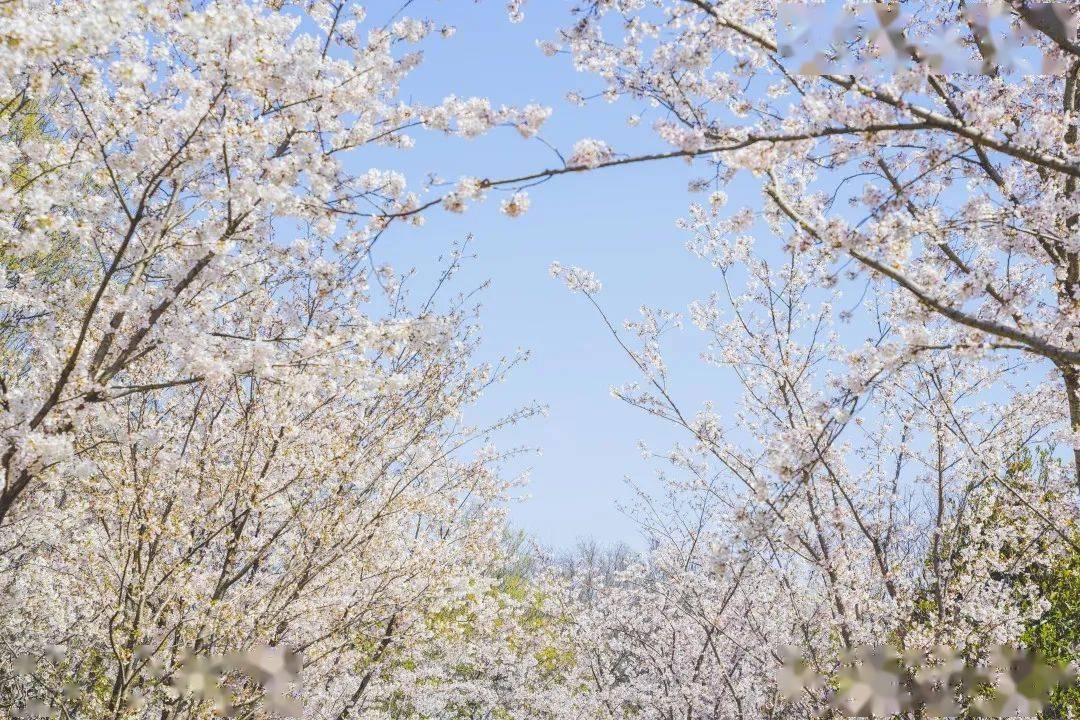 出门俱是看花人瘦西湖里这片樱花秘境你解锁没