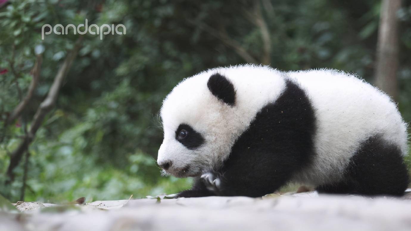 "滚滚"图集 | 你的壁纸是不是该换啦?_大熊猫