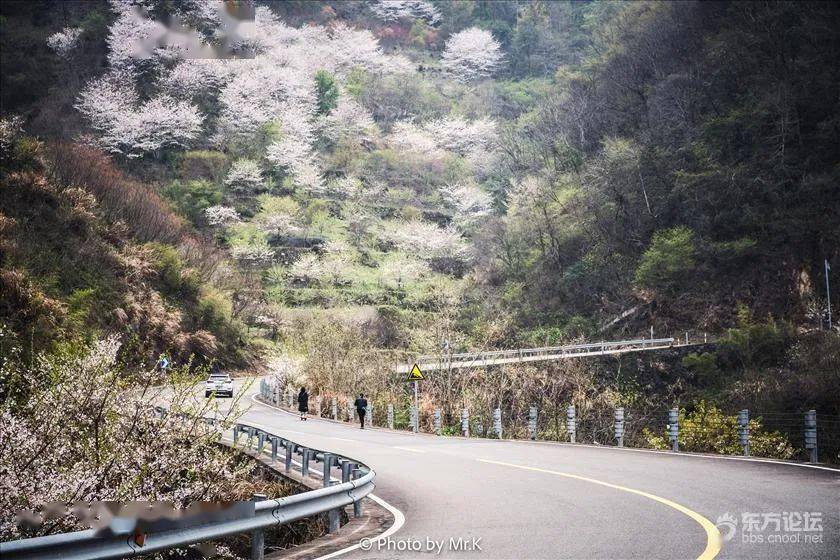 和栖霞坑村之间的山谷里 每年三四月 蜿蜒的盘山公路上有浪漫樱花盛开