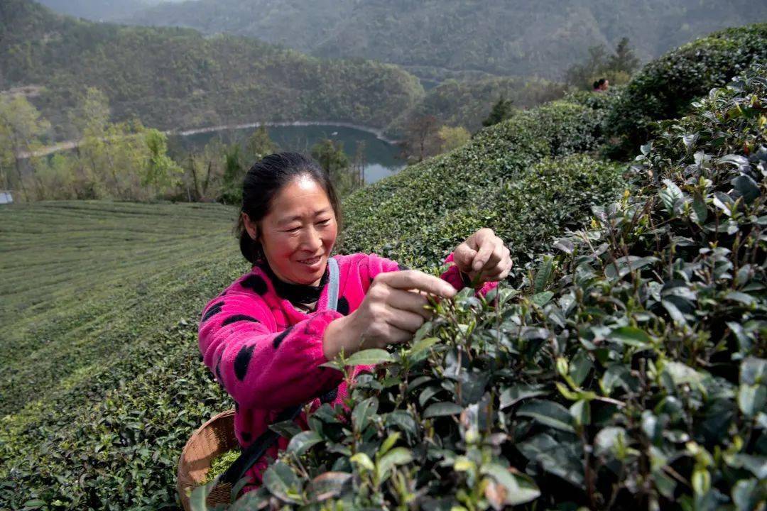 茶农在湖北省襄阳市保康县寺坪镇台口村茶园采摘明前茶.