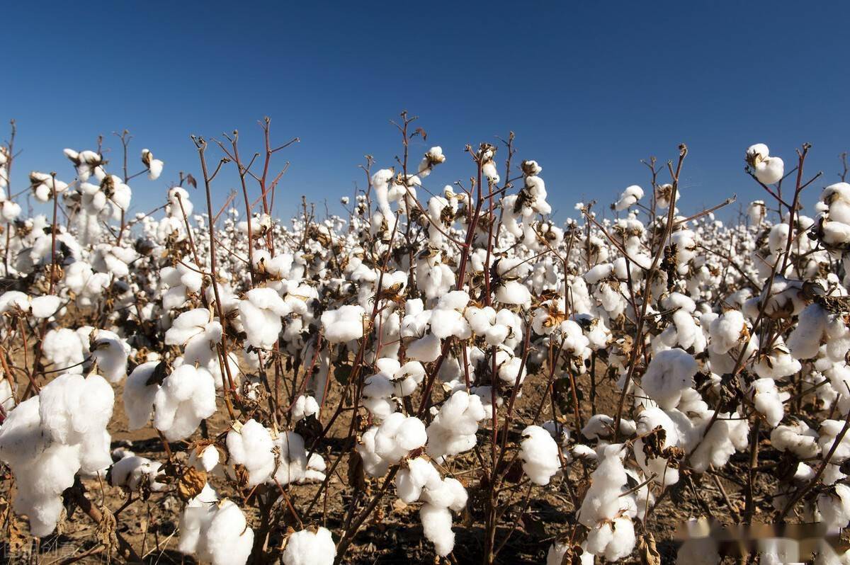 新疆棉花成为"众矢之的"!为何我国进口棉花却增67%?真相了
