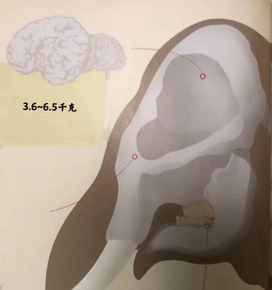 大象头部结构 来源:《博物》杂志2020-06(p12)