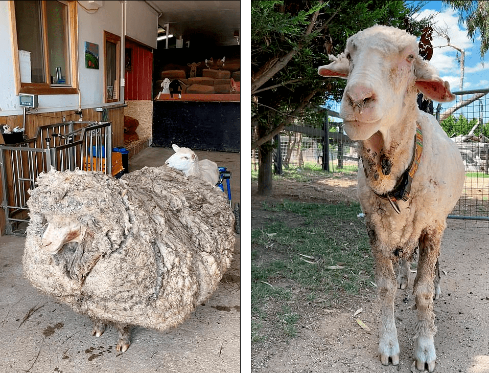 出息了!澳洲小绵羊出逃5年回到农场,破下世界纪录