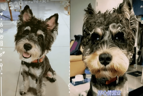 花一千块和狗撞了发型,狗见了我都喊姐妹