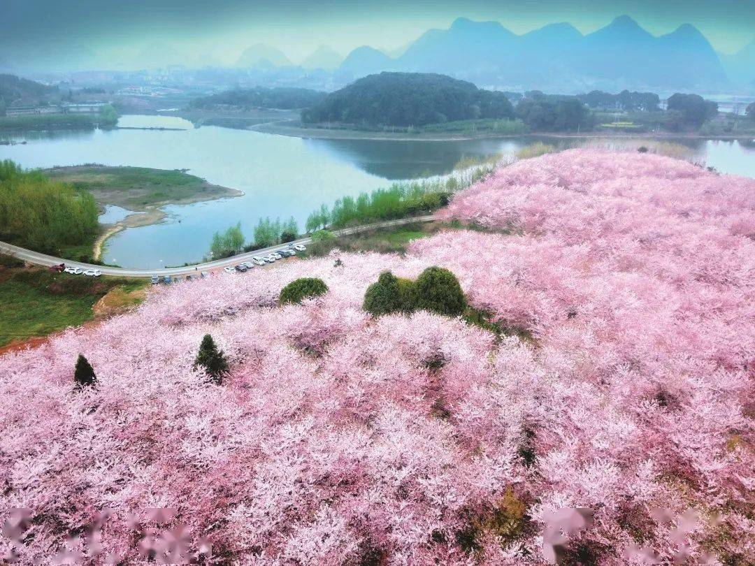 "全球最大樱花基地"贵安红枫湖樱花园旅线