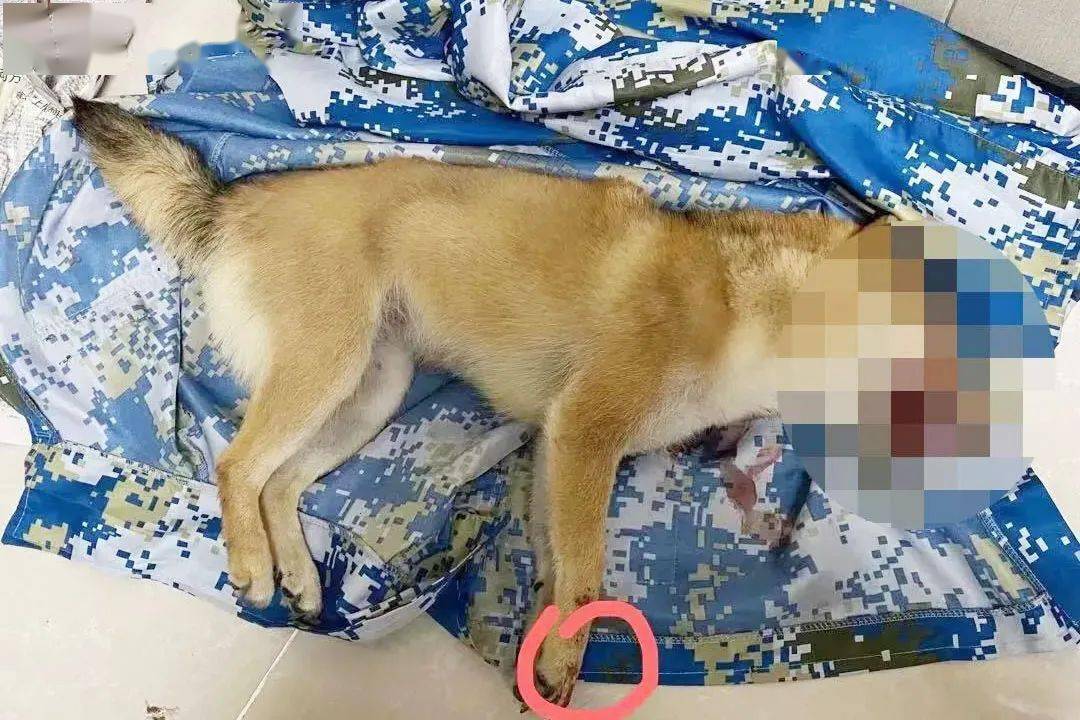 小柴被活生生拔掉牙齿,施虐者:不杀它就算仁慈_柴犬