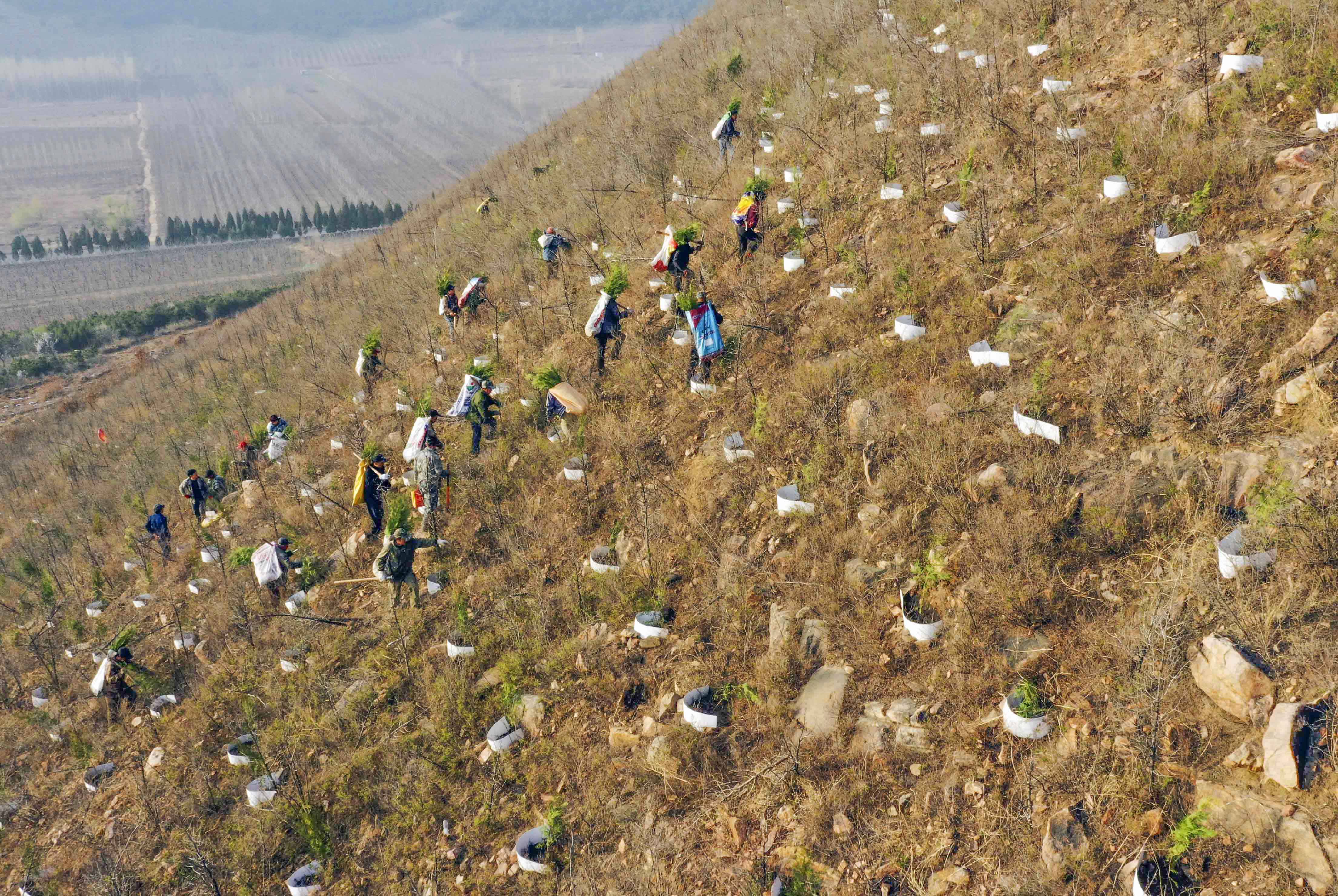 造林队员在河北省遵化市石门镇金星山运送树苗,准备植树(无人机照片)