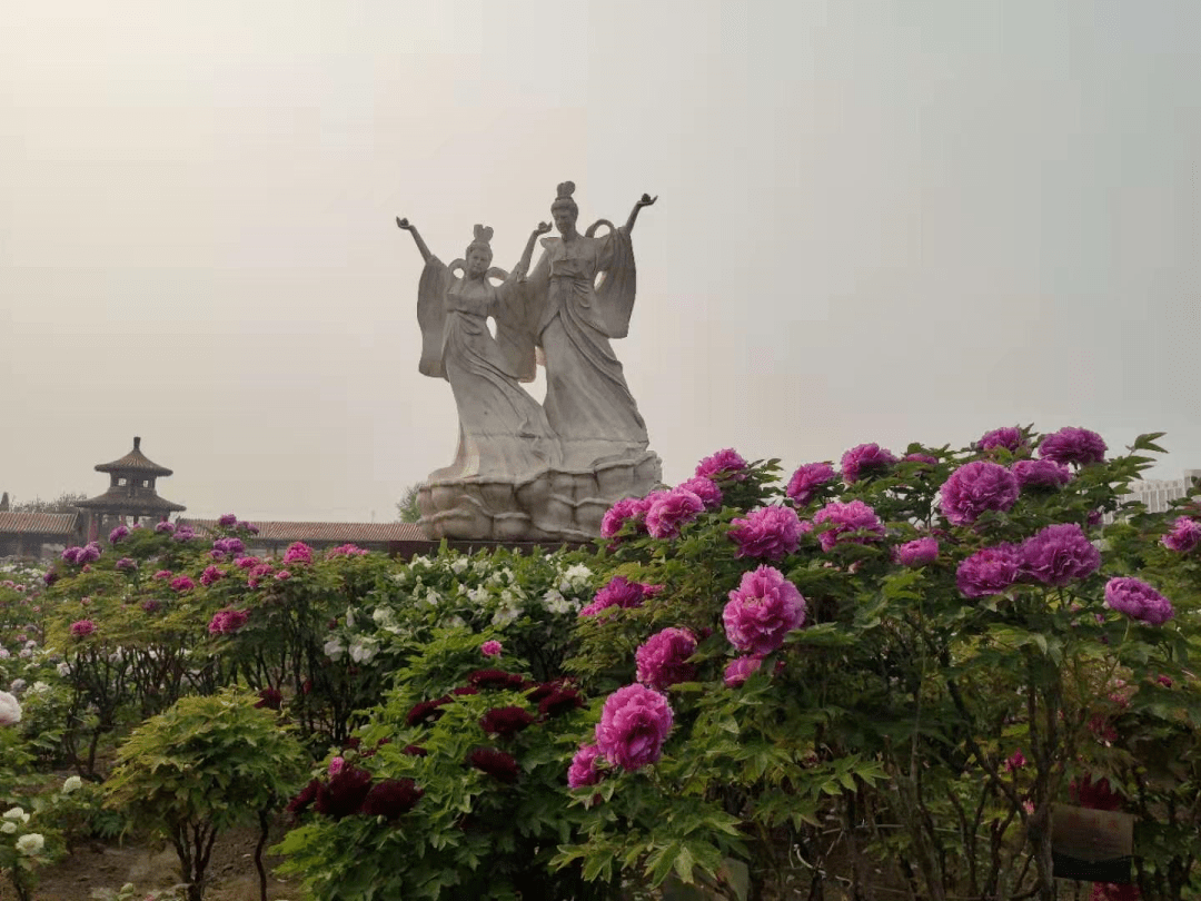 百花园内有珍贵百年以上高龄牡丹百余株,园内优良品种荟萃,既有传统