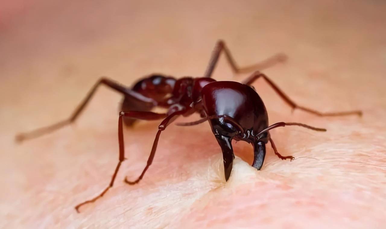 红火蚁是什么蚂蚁?有啥可怕的?它不但咬人还蛰人,痛感