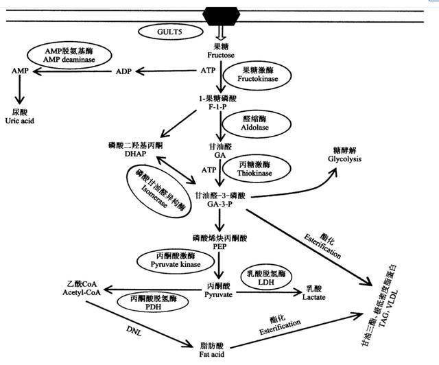 外源性尿酸的来源,还有一种容易被忽略的方式,  那就是"高 果糖"的