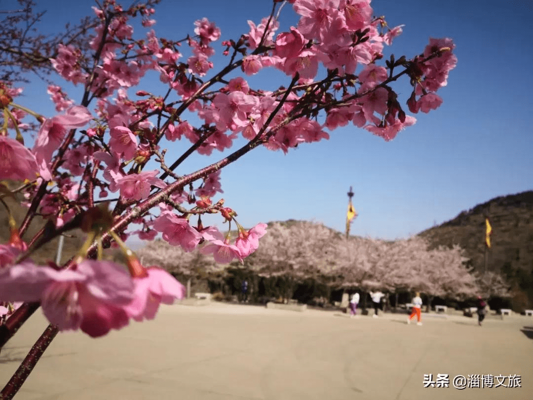 樱花节,研学游.淄博齐山的这个春天,是醉的.