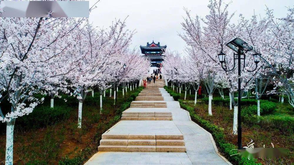 人的朋友圈中沂源县城一个名叫胜利山的公园"胜利山樱花大道"@高鸿生