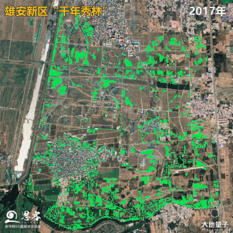 新区"千年秀林"的第一棵树,第一片林在9号地块扎根,标志着建设平原