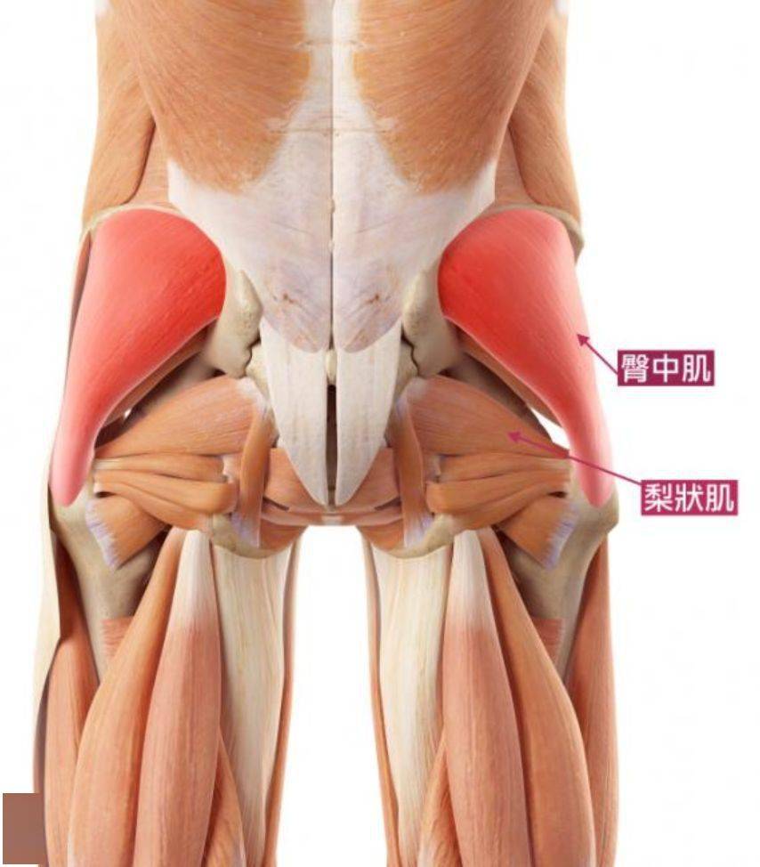肌肉解剖上,髋内收的主要肌群有:耻骨肌,内收长肌,内收短肌,内收大肌