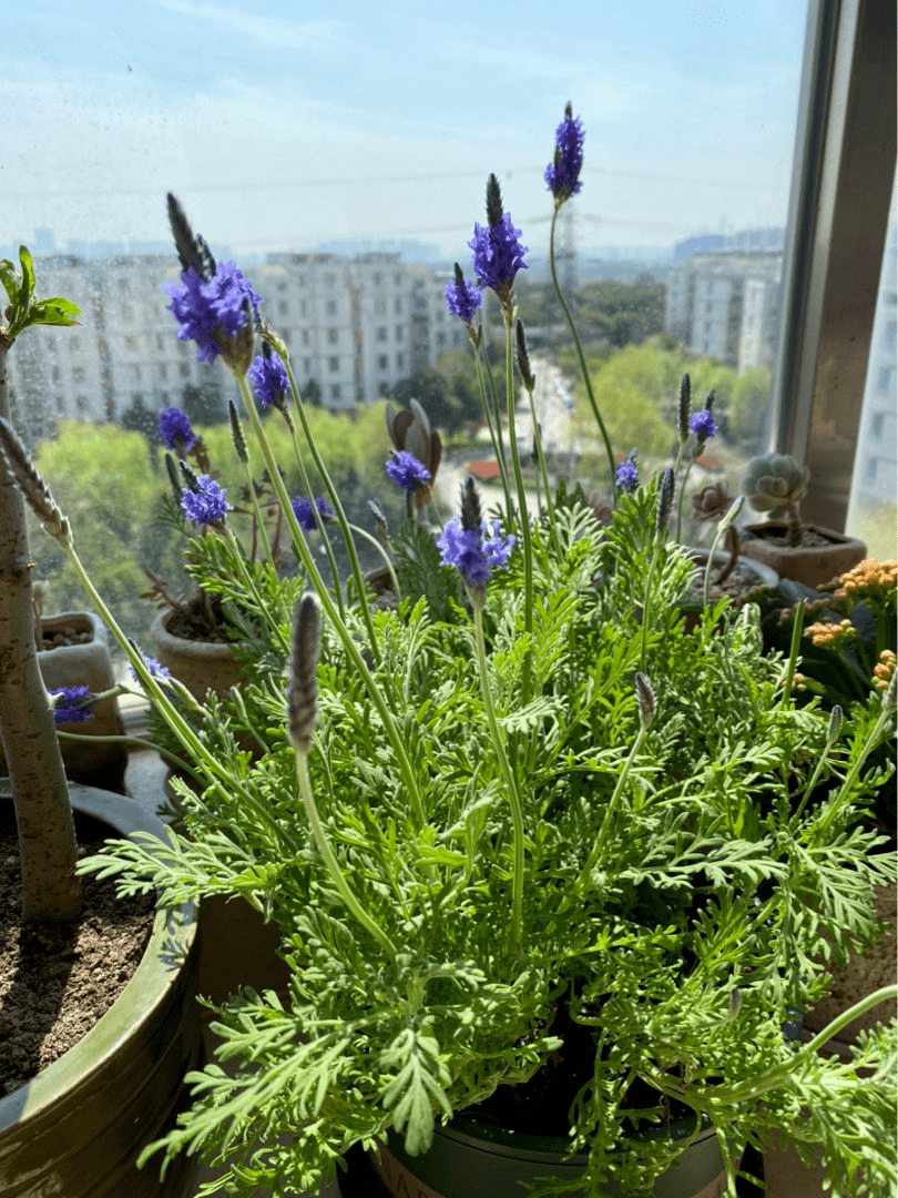 1种"香香草",香味四溢能安神,耐寒耐旱皮实好养