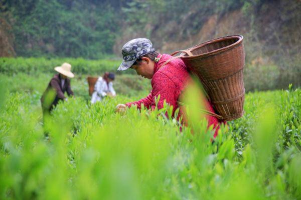 清明采茶忙