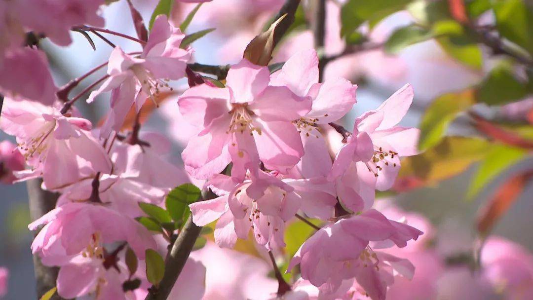 第七站花谷奇缘