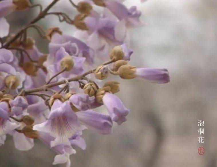 清明花信风桐花