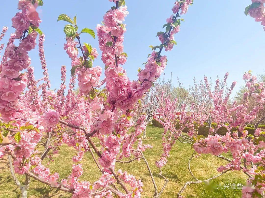 赏花!大兴今年最美的春景都在这儿了