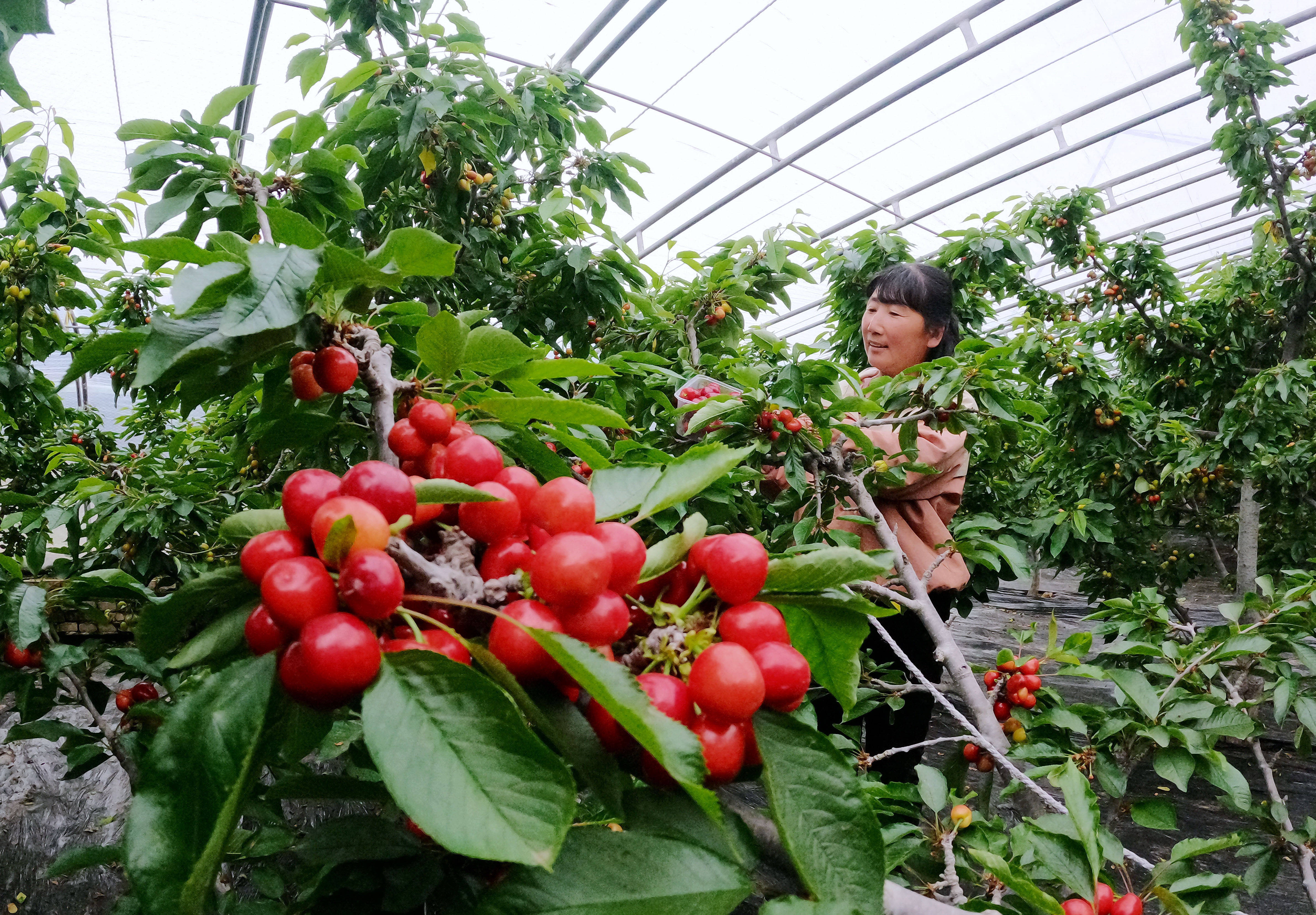 4月6日,顺平县蒲上镇伍郎村育顺农业基地的工人在大棚内采摘樱桃.