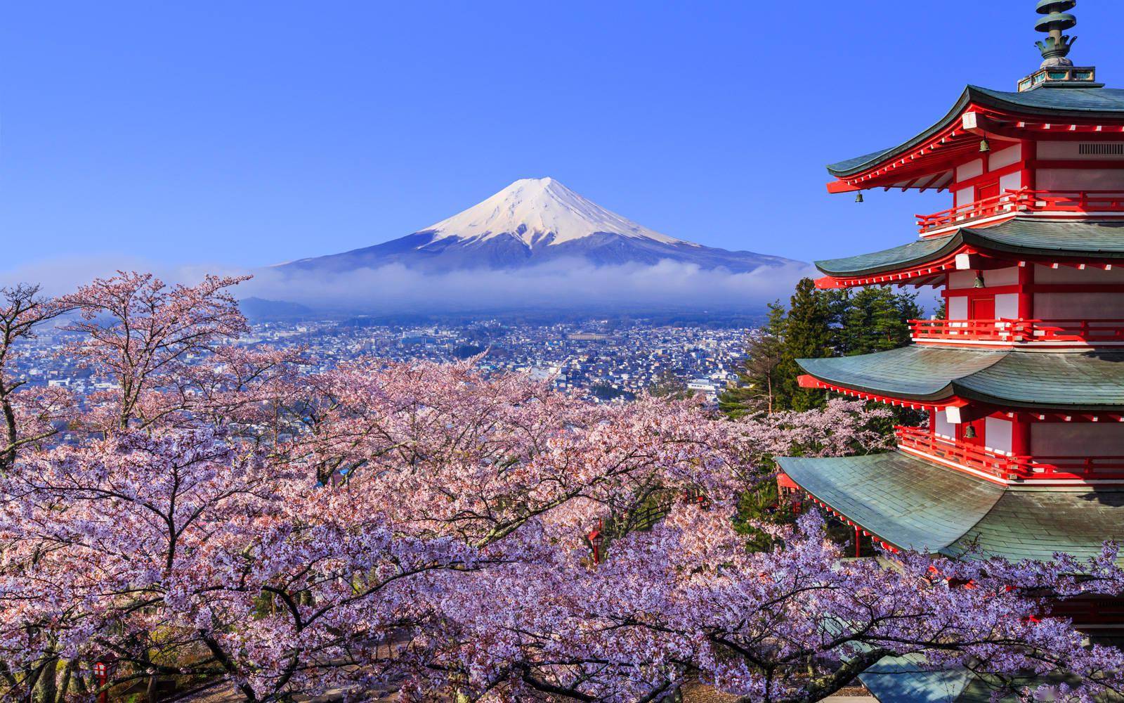日本现千年来最早樱花季 美好景象背后掩藏怎样的危机