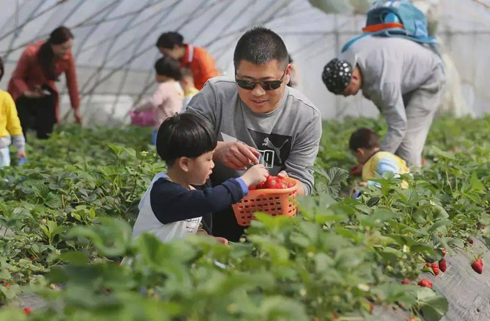 虎山生态园是一座集果蔬采摘,休闲农业,养生体验,观光欣赏为一体的