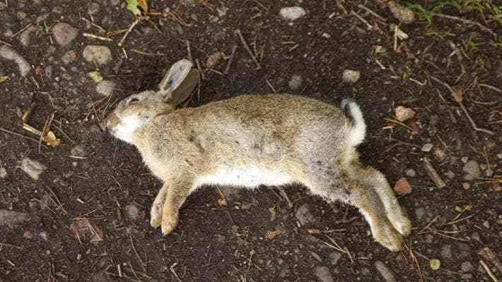 澳洲被近百亿只兔子折腾了几十年,吃真的能消灭它们吗