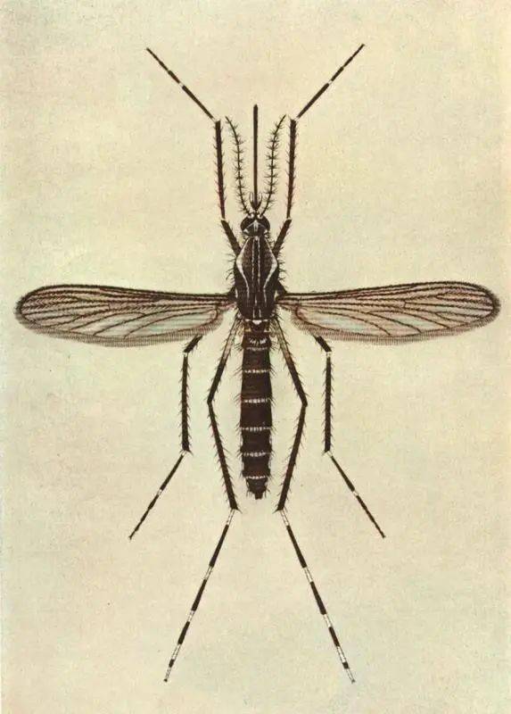 埃及伊蚊幼虫孳生于室内外缸罐,花盆,罐头盒,椰子壳等各种容器积水中.