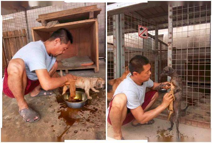 从屠宰场救出来的金毛,突然用这样动作感恩!让人泪目