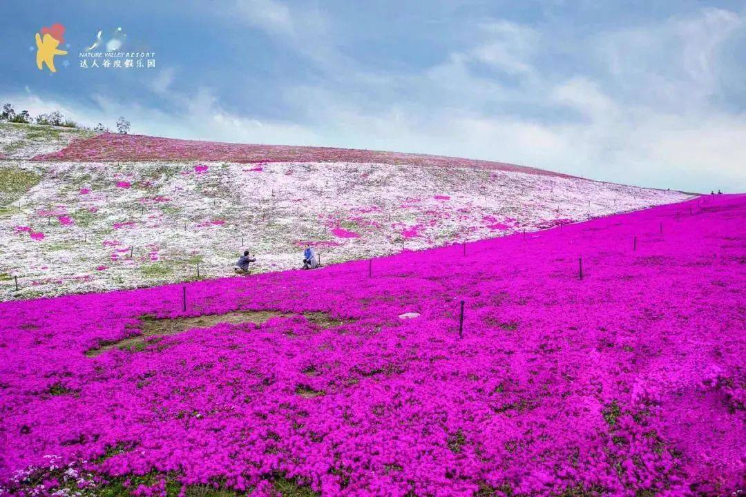 火了!这片600亩芝樱花海,花期正旺~(文末有福利)