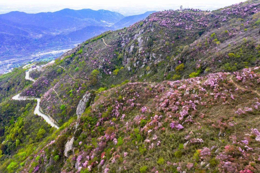 奉化金峨山满山遍野的杜鹃花如火焰般热烈,现在是赏花