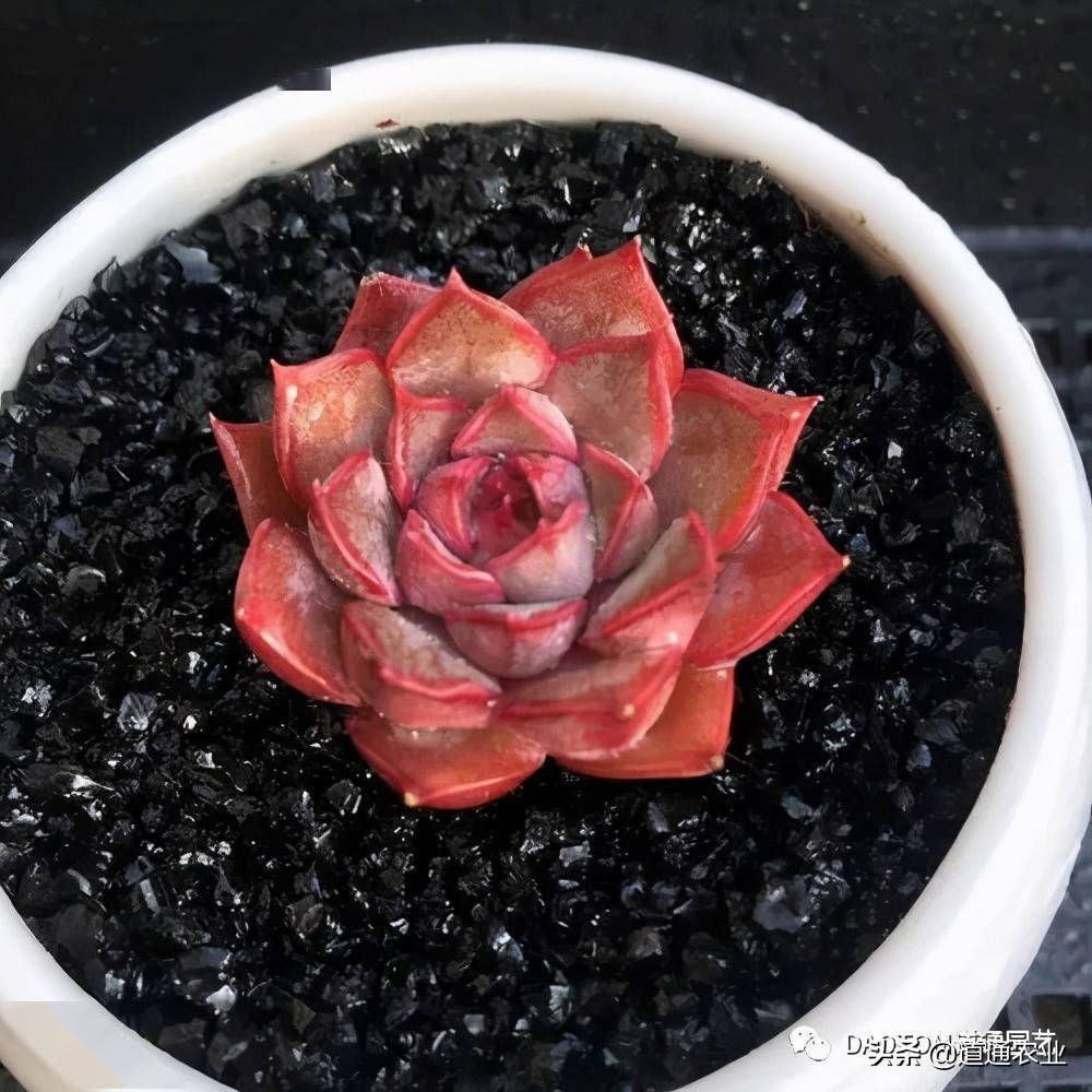 玫瑰系列多肉,浪漫又可爱,比真玫瑰好养许多!介绍这几