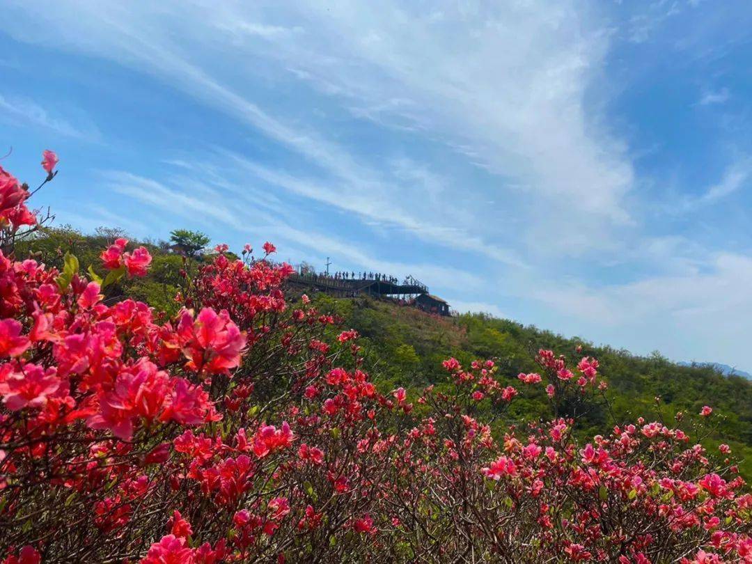 红艳艳的杜鹃花,让人陶醉在烂漫的春天 云台山难度不大,亲子出游也