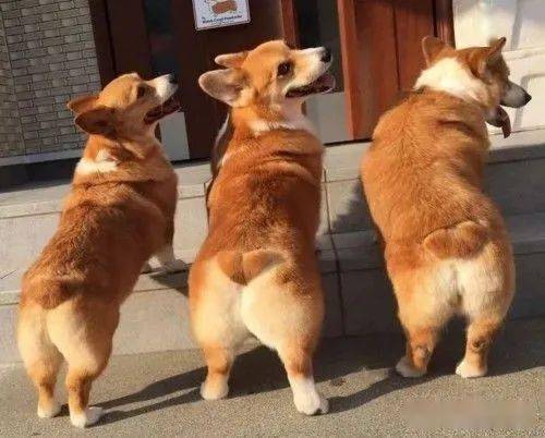 今日小知识分享——你知道柯基为什么要断尾吗?