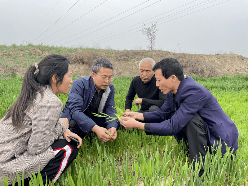 河津市农业专家团队指导小麦病虫害防治工作