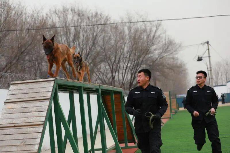 现场直击北京公交警方有五百警犬看看实战训练练什么